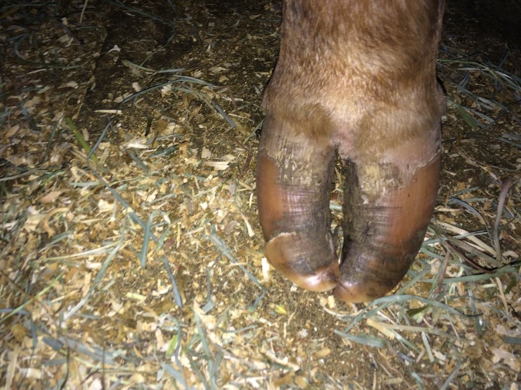 Hoof crack/split how bad is it? Keeping A Family Cow